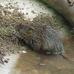 Water Vole fresh from a Dip