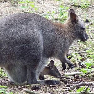 Wallaby and Joey