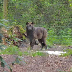 Rocky the (Black) Grey Wolf