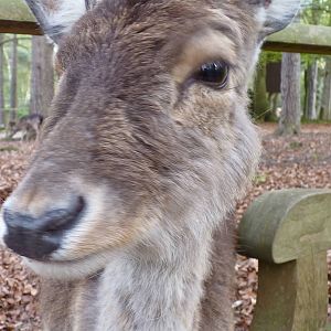 Fallow Deer