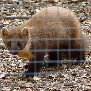Pine Marten
