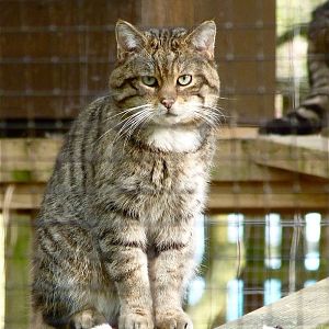 Scottish Wildcat