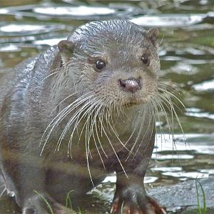 European Otter