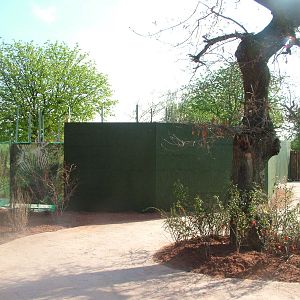 Future Cape Rock Hyrax Exhibit at Chester, 16/04/11