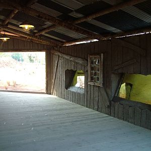 African Wild Dog Exhibit at Chester, 16/04/11