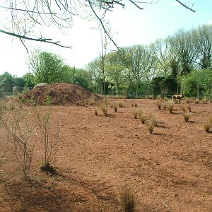 African Wild Dog Exhibit at Chester, 16/04/11