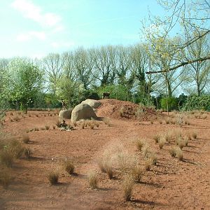 African Wild Dog Exhibit at Chester, 16/04/11