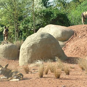 African Wild Dogs at Chester, 16/04/11