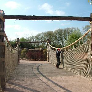 Creaky (!) Bridge, African Wild Dog Exhibit at Chester, 16/04/11