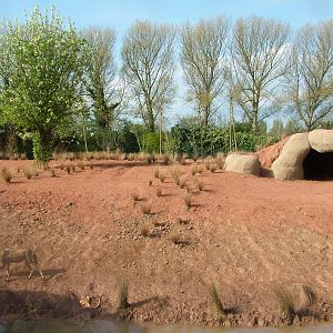 African Wild Dog Exhibit at Chester, 16/04/11