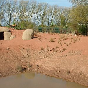 African Wild Dog Exhibit at Chester, 16/04/11