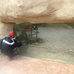 Porcupine Exhibit at Chester, 16/04/11
