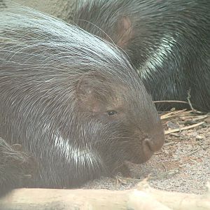 Cape Crested Porcupine at Chester, 16/04/11