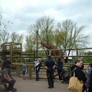 Giraffe Viewing at Chester, 16/04/11