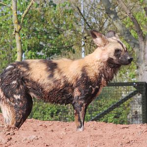 African Wild Dog at Chester, 16/04/11