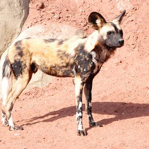African Wild Dog at Chester, 16/04/11