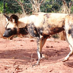 African Wild Dog at Chester, 16/04/11