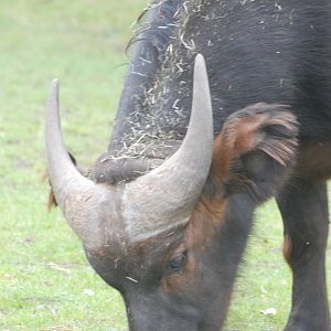 Congo Buffalo at Chester, 16/04/11