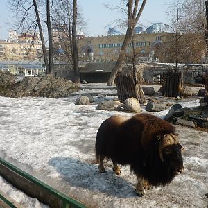 Moscow Zoo