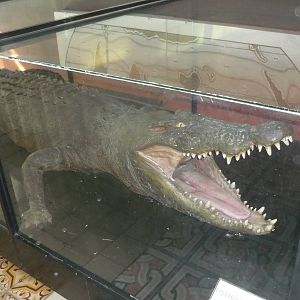 Moscow Zoological Museum