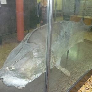 Moscow Zoological Museum