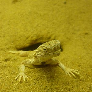 Moscow Zoological Museum