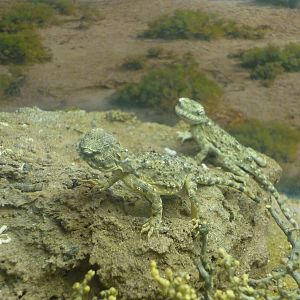 Moscow Zoological Museum