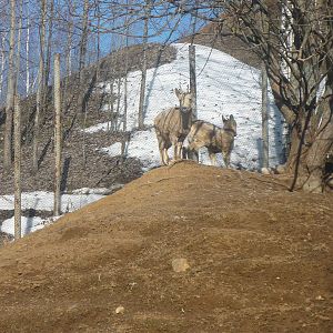 Moscow Zoo Breeding Facility