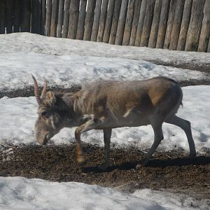 Moscow Zoo Breeding Facility