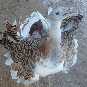 Moscow Zoo Breeding Facility