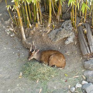 mexican brocket deer africam safari