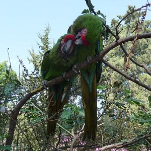 that 's the way i like it  Military macaws africam safari