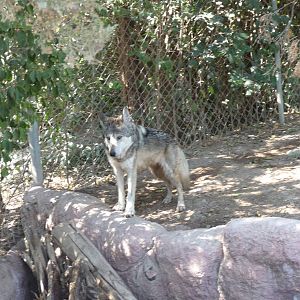 mexican wolf or lobo africam safari