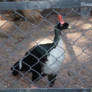 horned guan africam safari