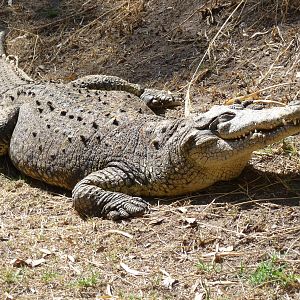 Morelet`s crocodile africam safari
