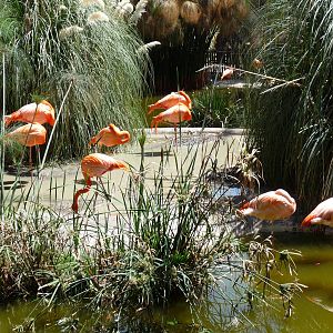 caribbean flamingos africam safari