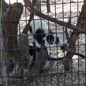 ruffed lemur africam safari