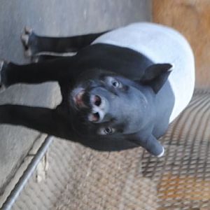 Malayan tapir´s freaking out ;o)