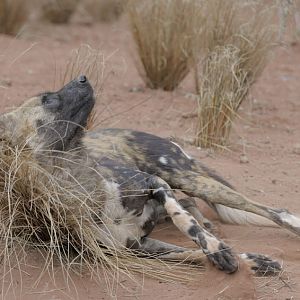 Hunting dog relaxation