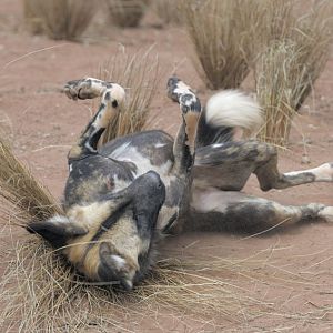 Hunting dog stimulation