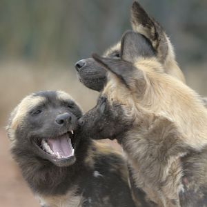 Hunting dog salutation