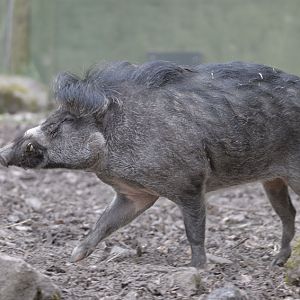 Male Visayan warty pig