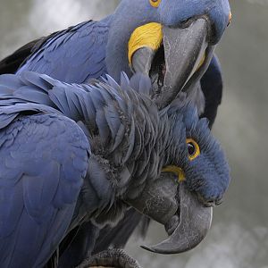 Hyacinthine macaws