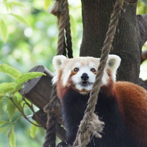 Red Panda