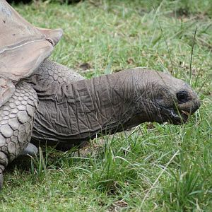 Aldabran Giant Tortoise