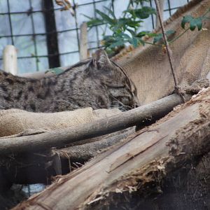 Fishing Cat