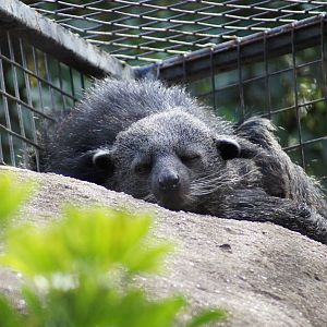 Binturong