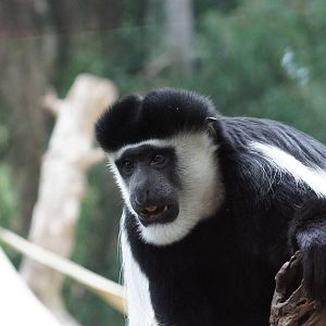 Eastern Black and White Colobus