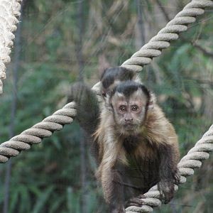 Black Capped Capuchin with youngster Hoodlum