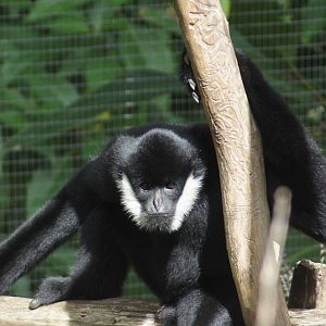 Male White Cheecked Gibbon